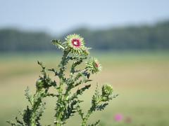 Carduus nutans leiophyllus