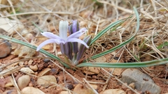 Androstephium coeruleum