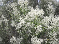 Cassinia laevis