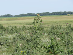Carduus nutans leiophyllus