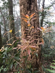 Quercus sessilifolia