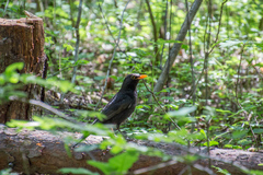 Turdus merula
