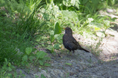 Turdus merula