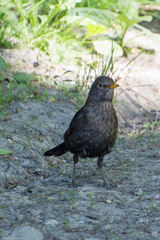 Turdus merula