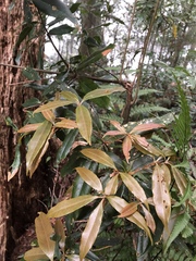 Quercus sessilifolia