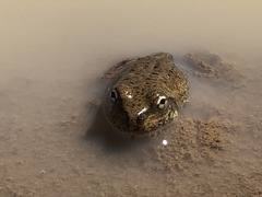 Platyplectrum spenceri