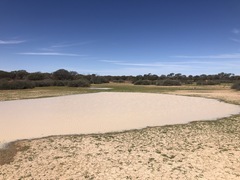 Platyplectrum spenceri