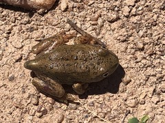 Platyplectrum spenceri