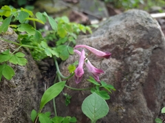 Corydalis leptocarpa