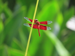 Camacinia gigantea