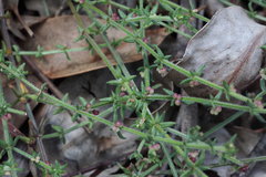 Galium gaudichaudii