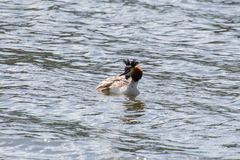 Podiceps cristatus