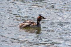 Podiceps cristatus
