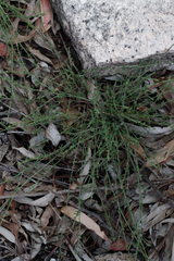 Galium gaudichaudii