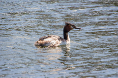 Podiceps cristatus