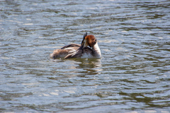 Podiceps cristatus