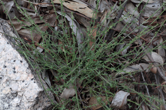 Galium gaudichaudii