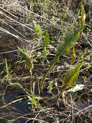 Rumex hydrolapathum