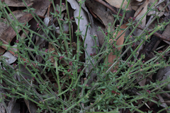 Galium gaudichaudii