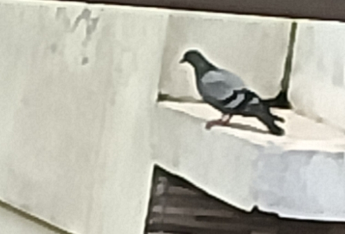 Rock Pigeon