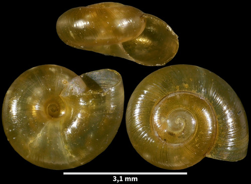 Rayed Glass snail, 77515 Faremoutiers, Frankrijk, photo 6 of 10