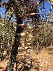 Tillandsia prodigiosa