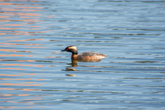 Podiceps auritus