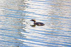 Podiceps auritus