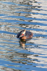 Podiceps auritus