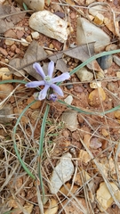 Androstephium coeruleum