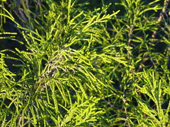 Passerina rigida, photograph (c) Shaun Swanepoel, some rights reserved (CC BY)