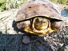 Trachemys yaquia