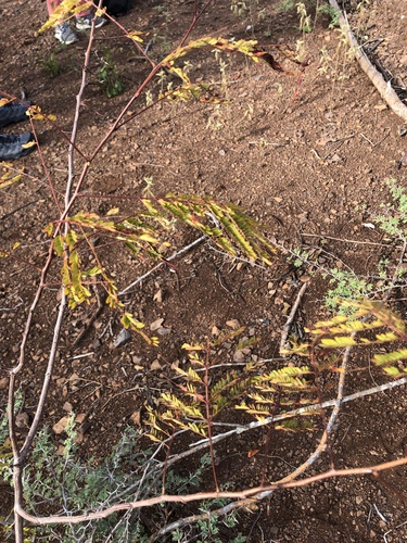 Acaciella glauca observed 2026-04-27