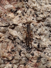 Phaulacridium vittatum