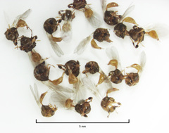 Odontofroggatia galili