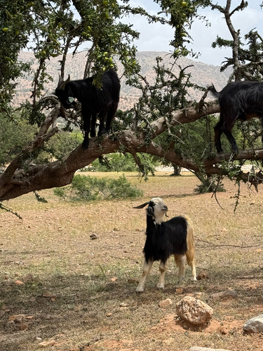 Domestic Goat