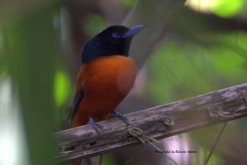 iNaturalist image