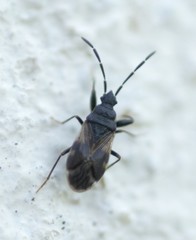 Taphropeltus contractus
