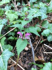 Lamium maculatum