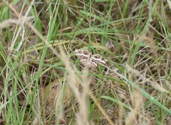 Chrysolarentia vicissata