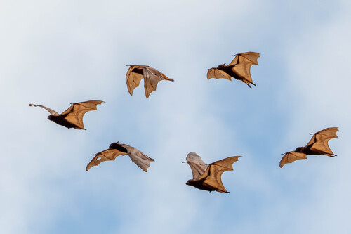 Little Red Flying Fox