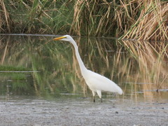 Ardea alba melanorhynchos