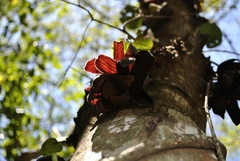 Sapranthus