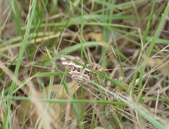 Chrysolarentia vicissata
