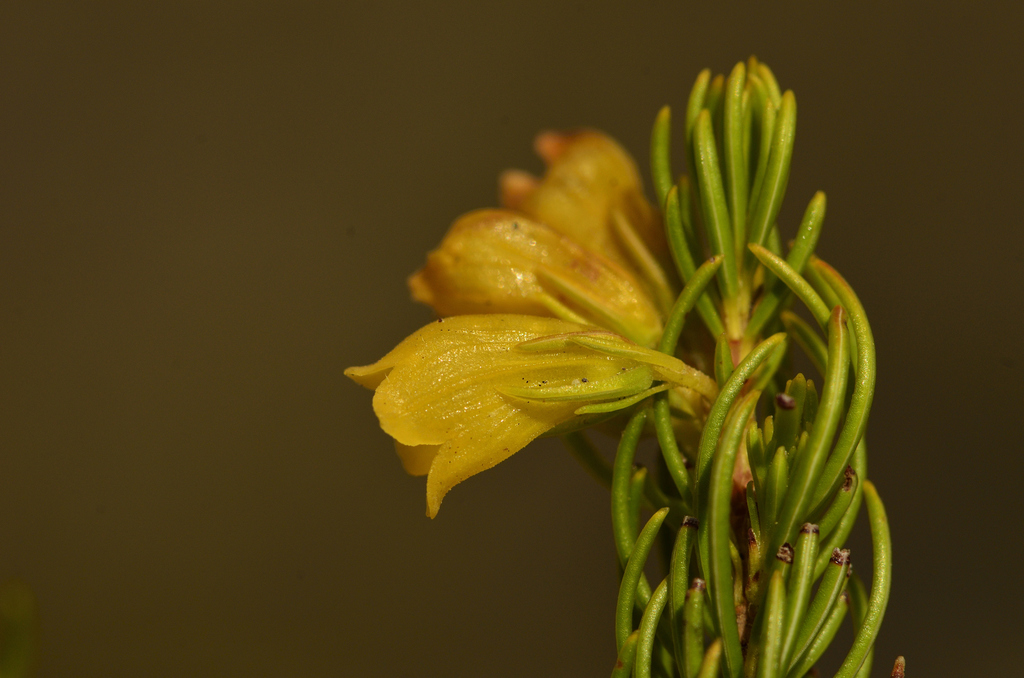 Erica petrusiana