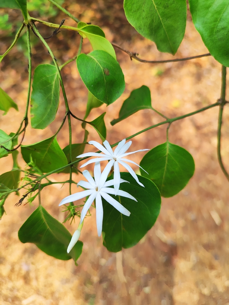 Jasminum multipartitum, 7XWR+FW4, Sonsodo, Gogol, Madgaon, Santemol, Goa 403720, India, by tirthaprabhugaonkar