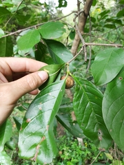 Vangueria madagascariensis