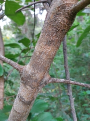Vangueria madagascariensis