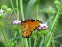 Danaus chrysippus dorippus