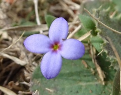 Houstonia pusilla